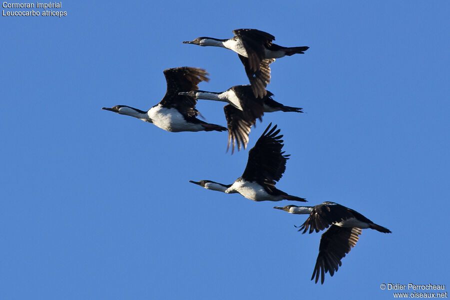 Imperial Shag