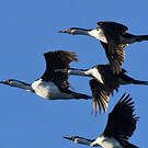 Cormoran impérial