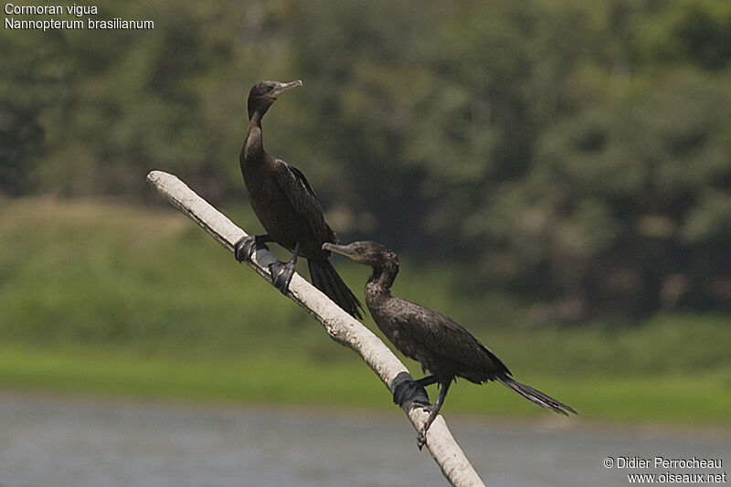 Neotropic Cormorant