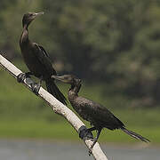 Neotropic Cormorant