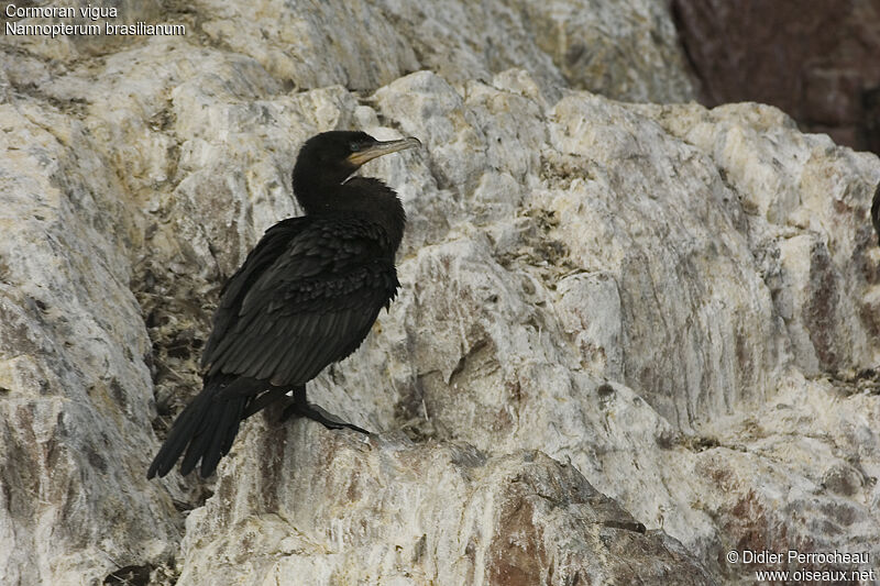 Cormoran vigua, identification