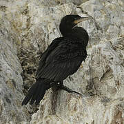 Neotropic Cormorant