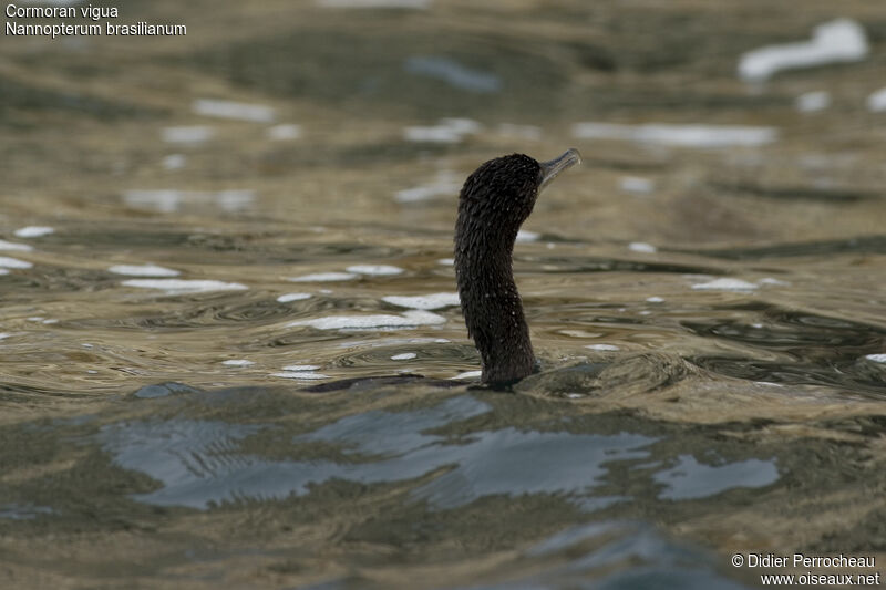 Cormoran vigua