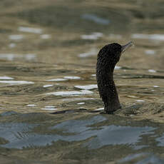 Cormoran vigua