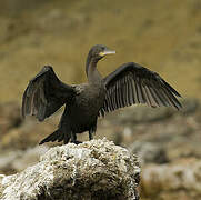 Neotropic Cormorant