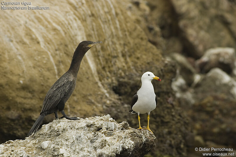 Cormoran vigua