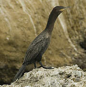 Neotropic Cormorant