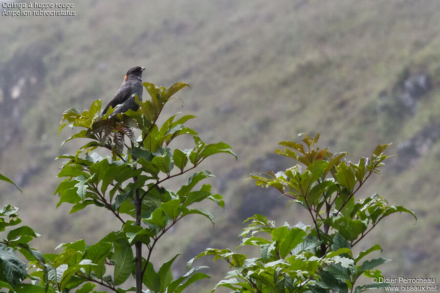 Cotinga à huppe rouge