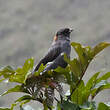 Cotinga à huppe rouge