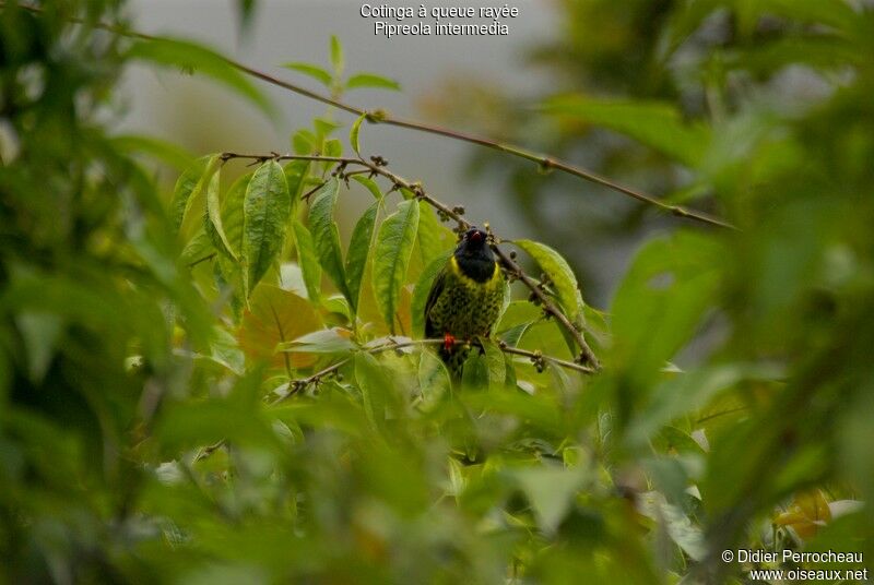 Band-tailed Fruiteater male