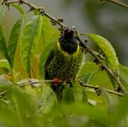 Band-tailed Fruiteater