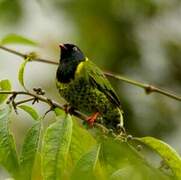 Band-tailed Fruiteater