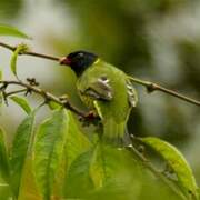 Cotinga à queue rayée