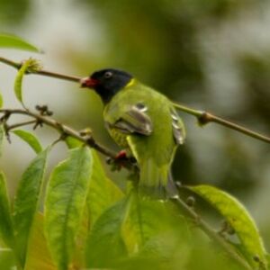 Cotinga à queue rayée