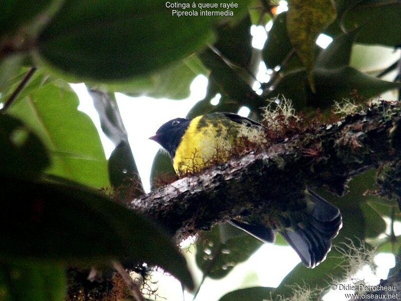 Cotinga à queue rayée femelle