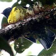 Cotinga à queue rayée