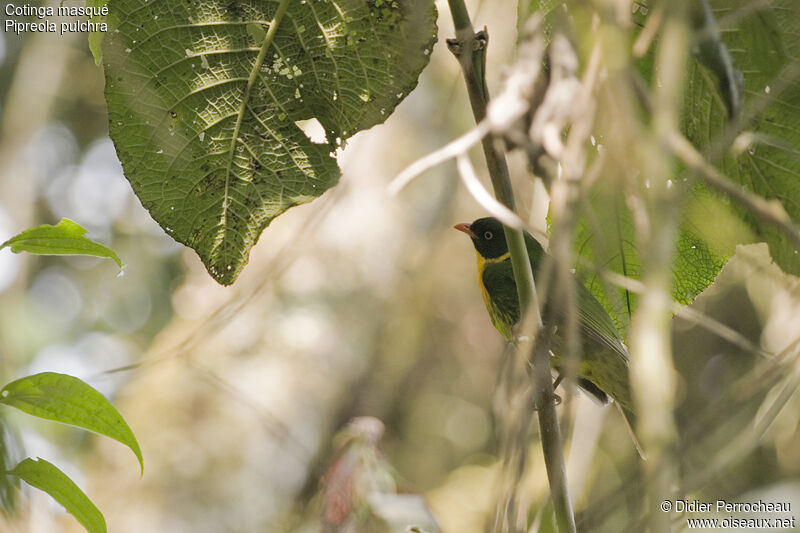 Cotinga masqué, identification