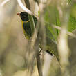 Cotinga masqué