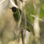 Cotinga masqué