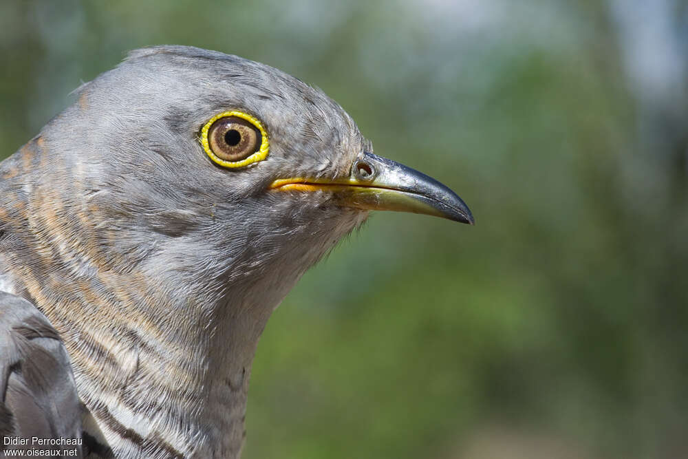 Common Cuckooadult, close-up portrait