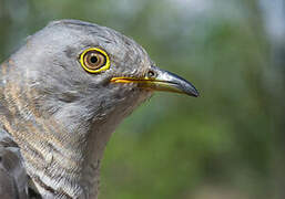 Common Cuckoo