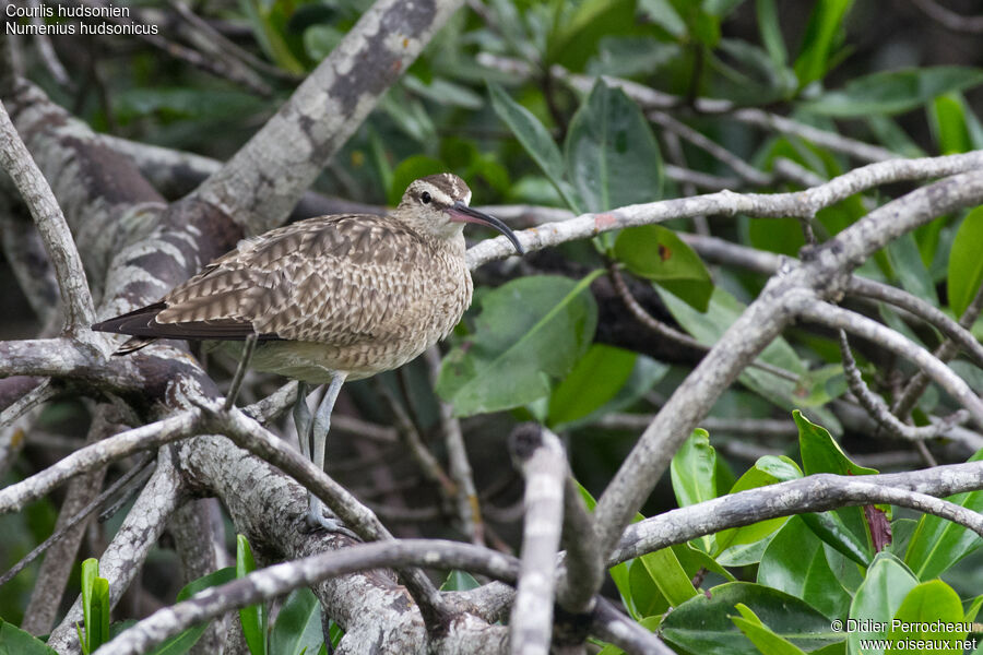 Hudsonian Whimbrel