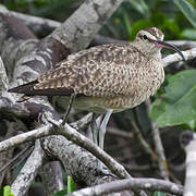 Hudsonian Whimbrel