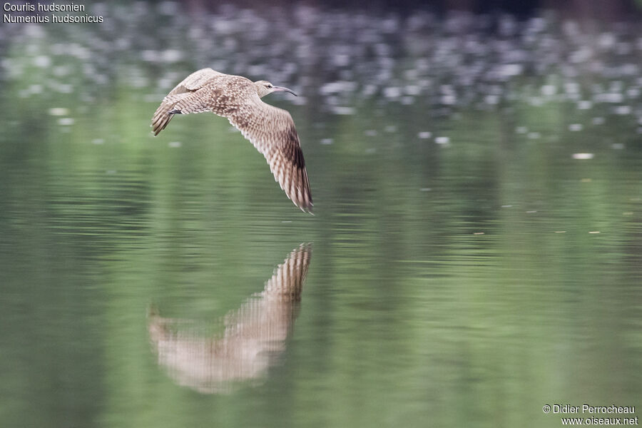 Whimbrel (hudsonicus)