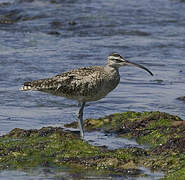 Hudsonian Whimbrel