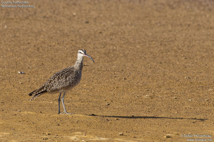 Hudsonian Whimbrel