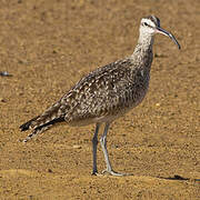 Hudsonian Whimbrel