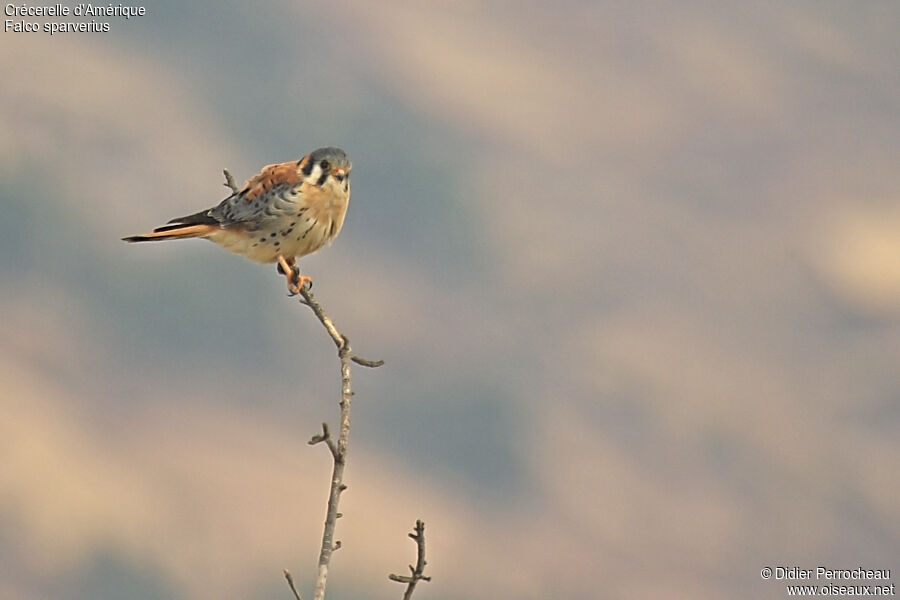 American Kestrel male adult