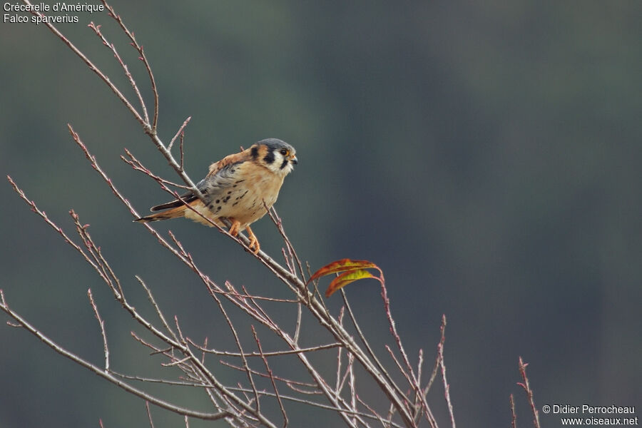 American Kestrel male adult