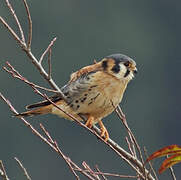 American Kestrel