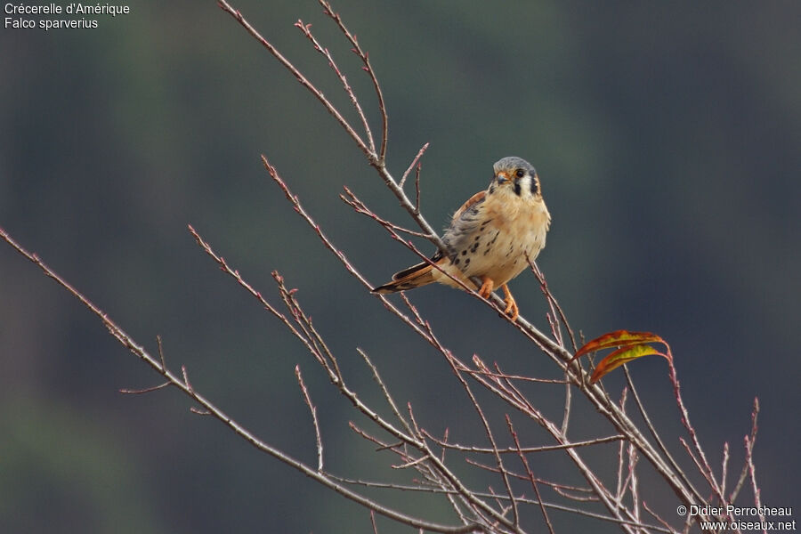 American Kestrel male adult, identification, song