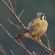 American Kestrel