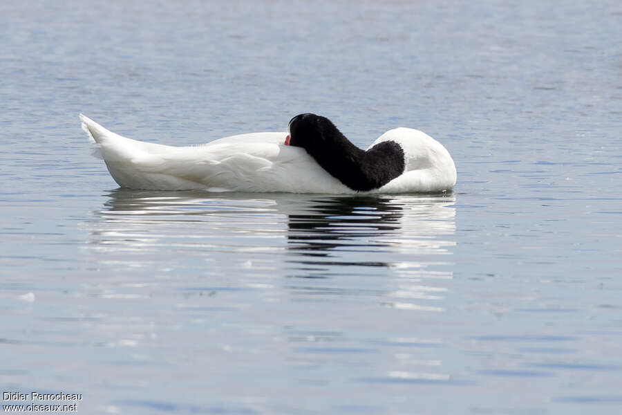 Cygne à cou noiradulte, Comportement