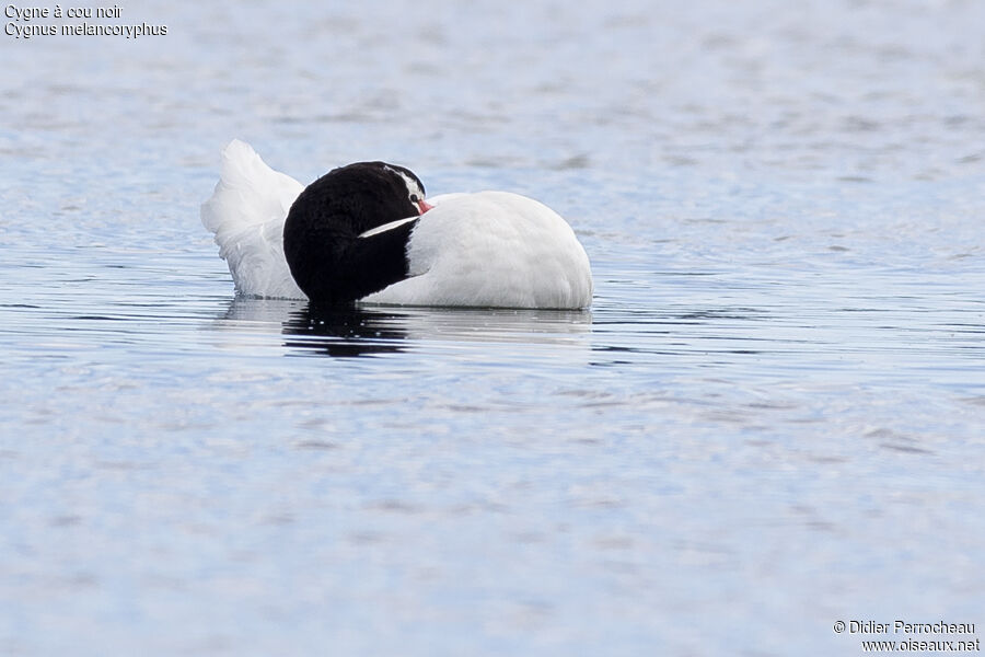 Cygne à cou noir