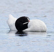 Black-necked Swan