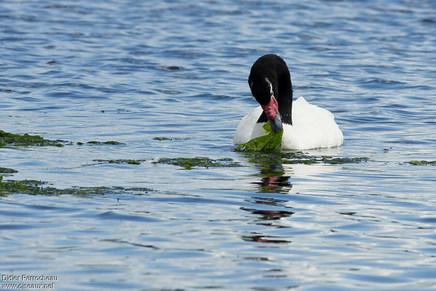 Black-necked Swanadult, eats