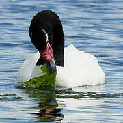 Black-necked Swan