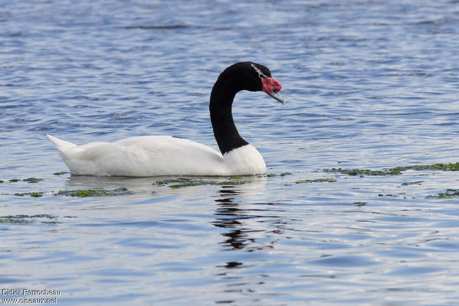 Black-necked Swanadult, identification