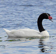 Black-necked Swan