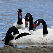 Black-necked Swan