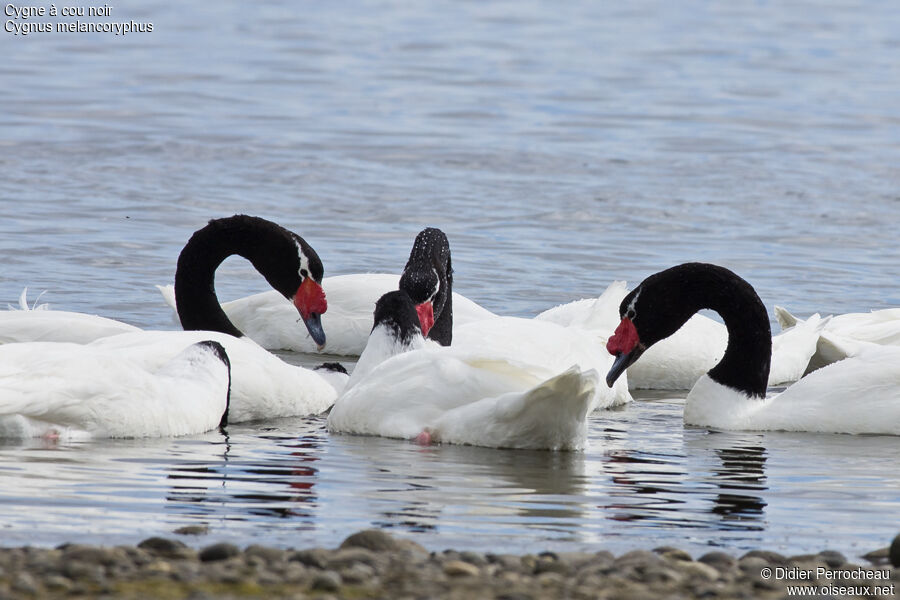 Black-necked Swan