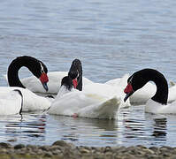 Black-necked Swan