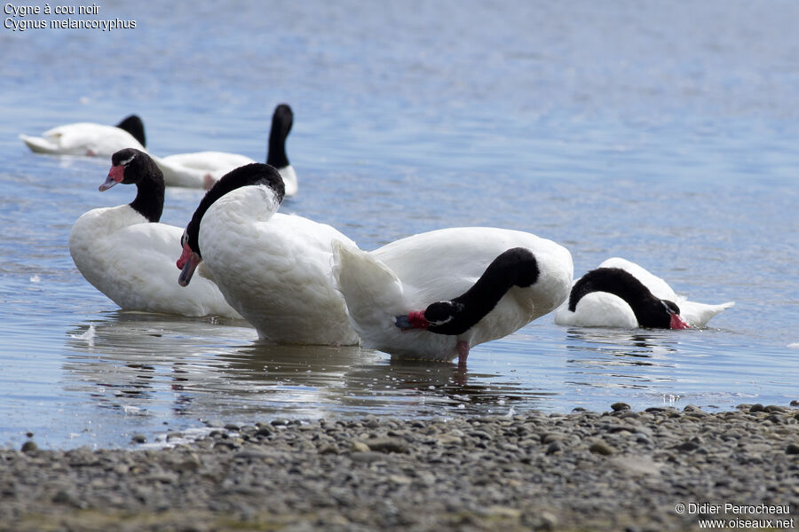 Black-necked Swan