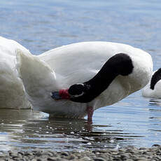 Cygne à cou noir