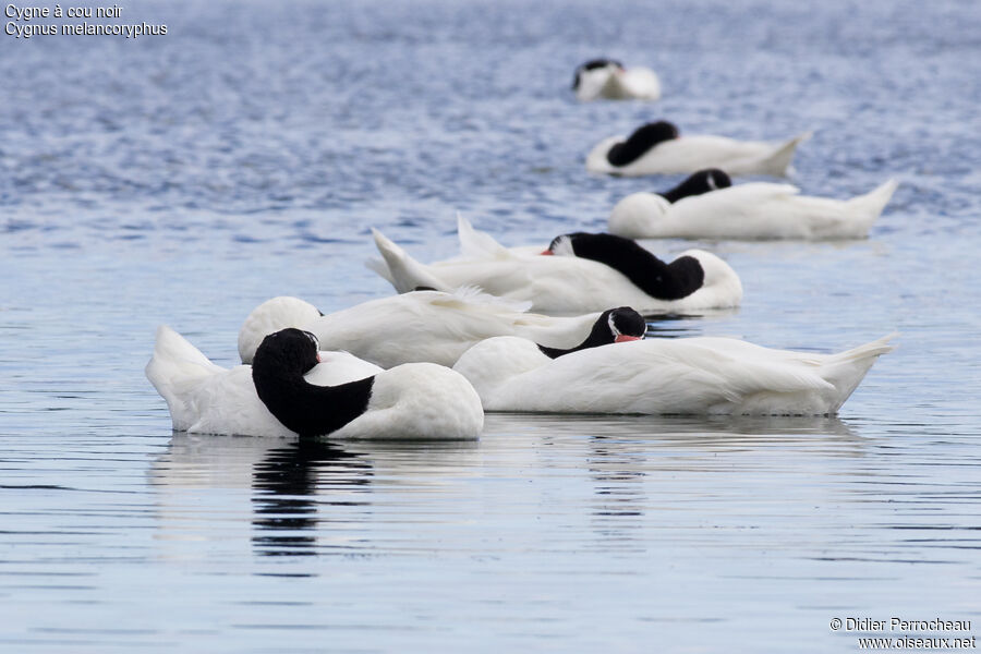 Black-necked Swan