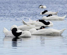 Black-necked Swan